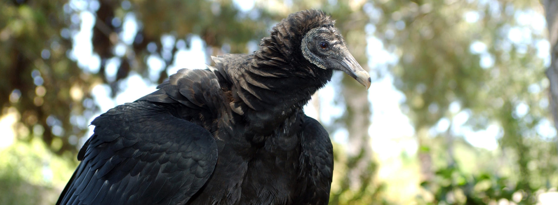 Black Vulture