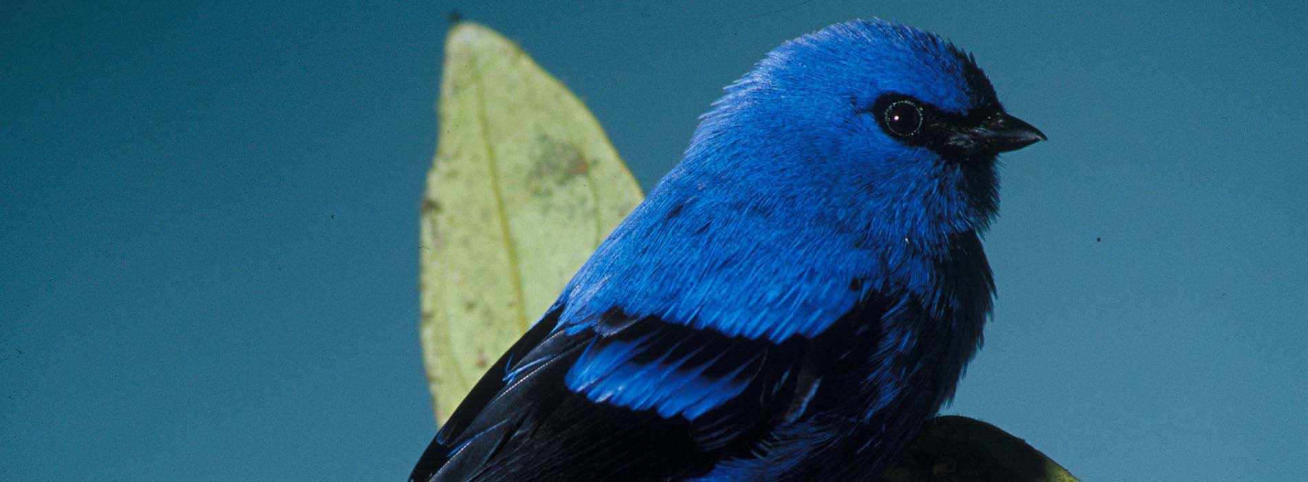 Blue and Black Tanager