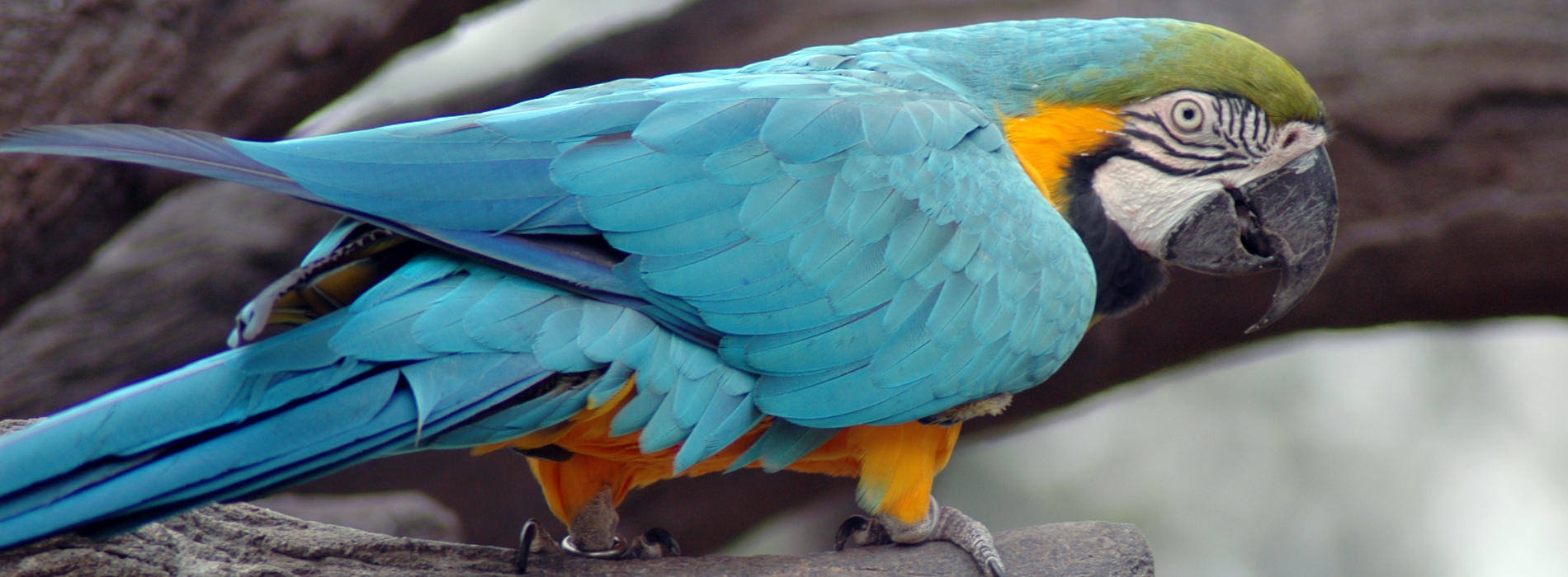Blue-and-Gold Macaw