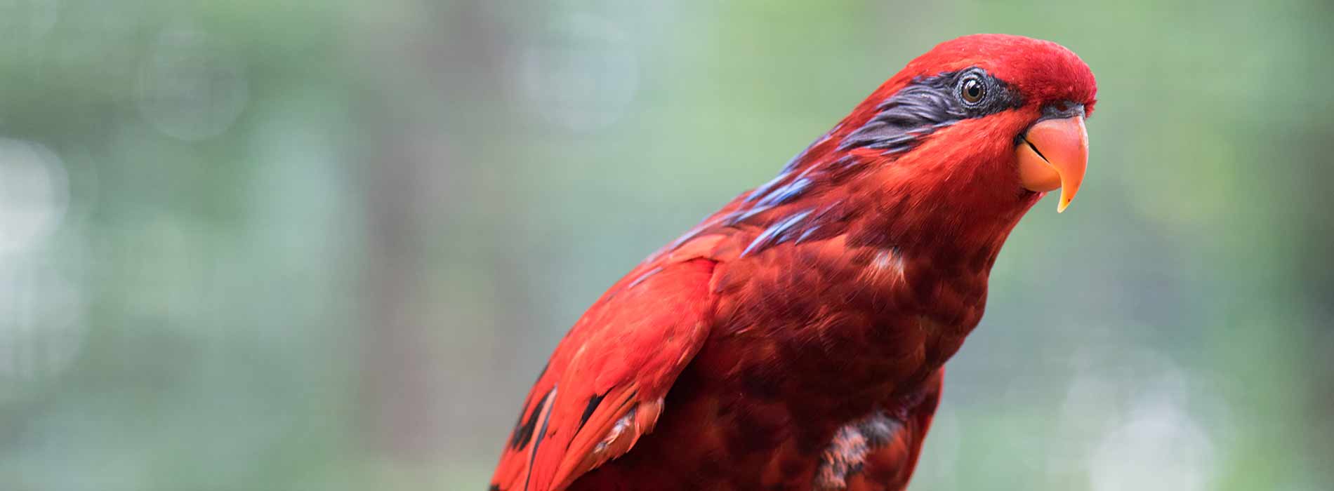 Blue Streaked Lory