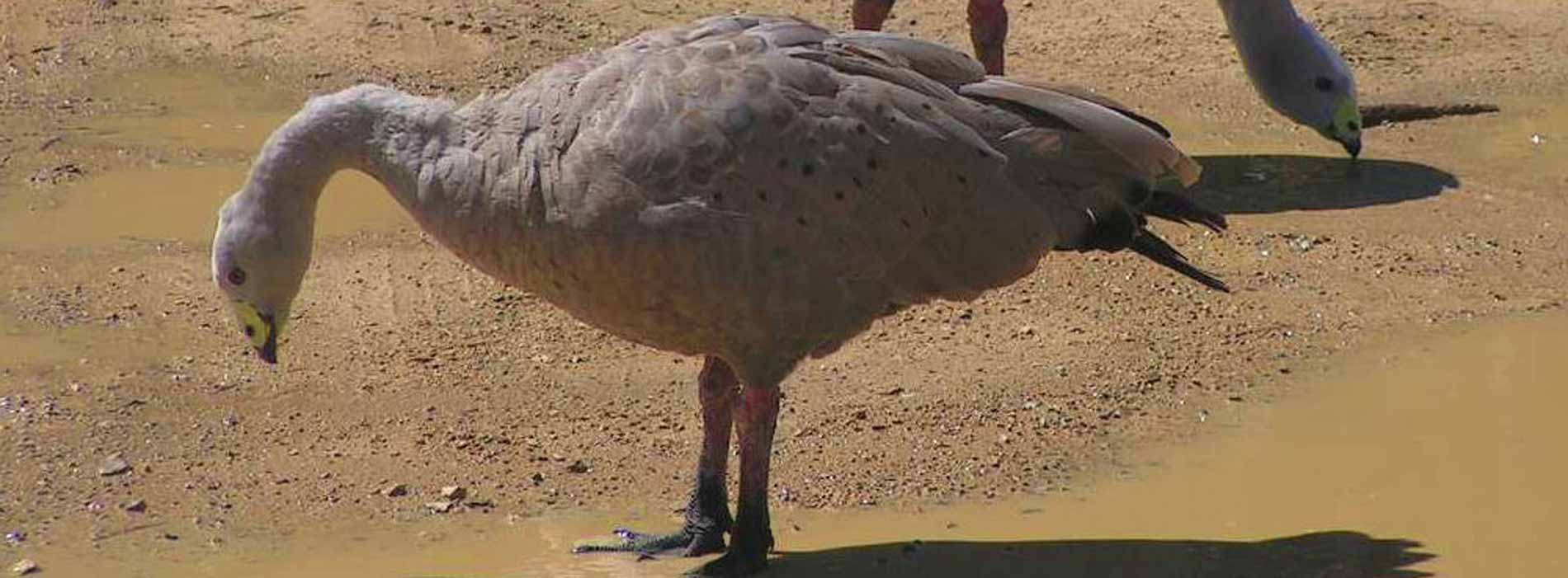 Two Cape Barrens geese