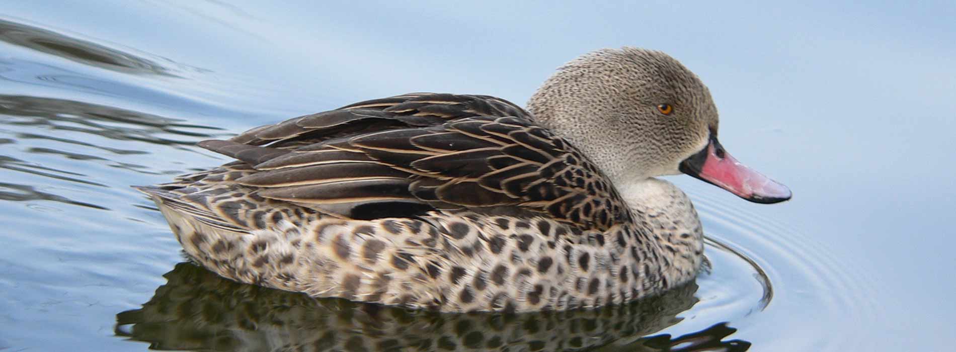 Cape teal