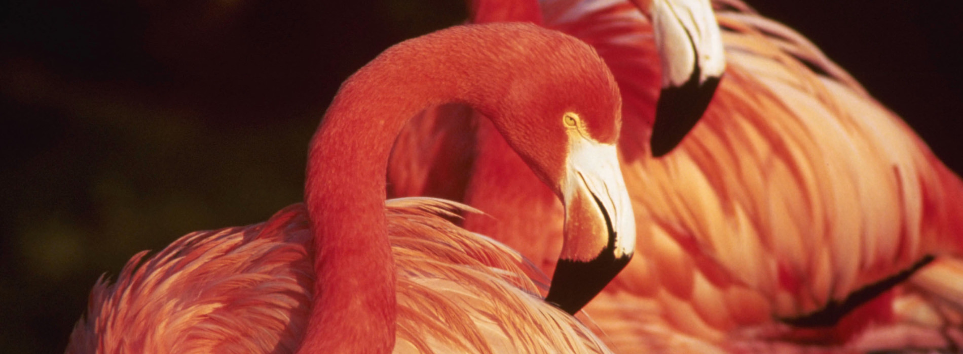 Caribbean Flamingo