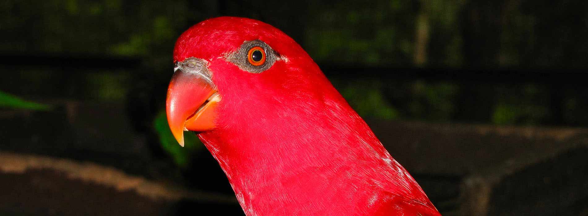 Chattering Lory