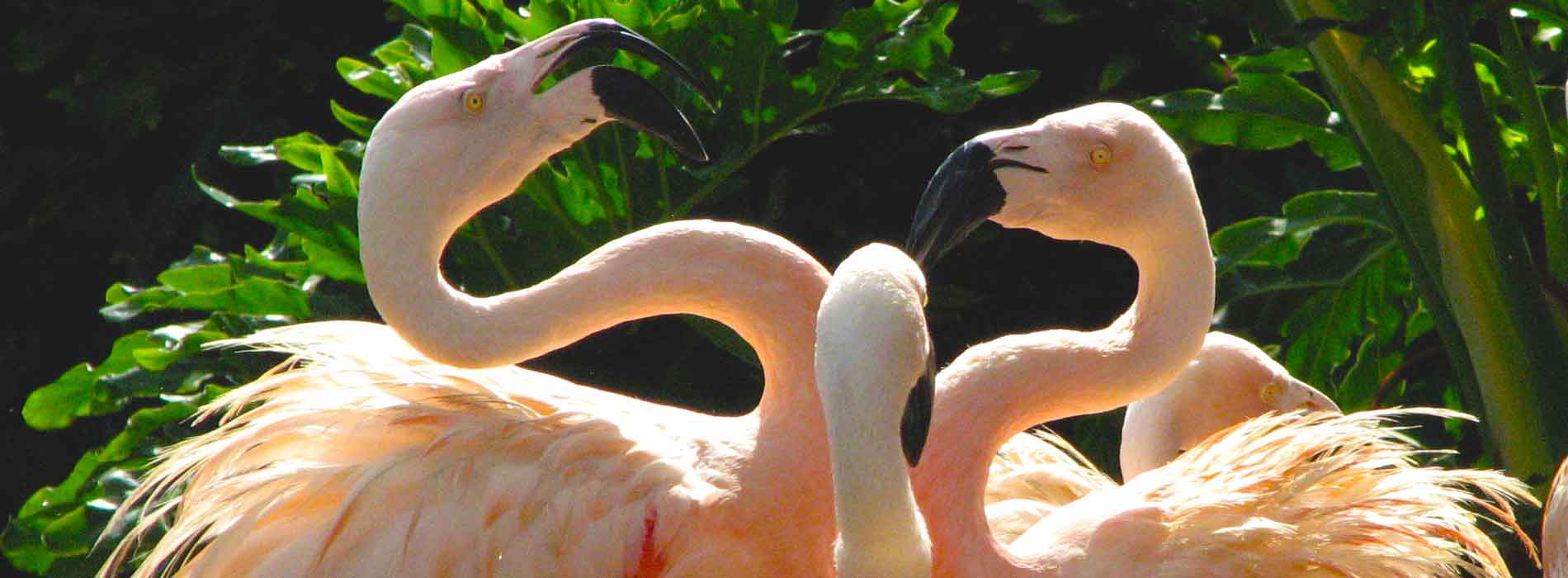 Three Chilean Flamingos