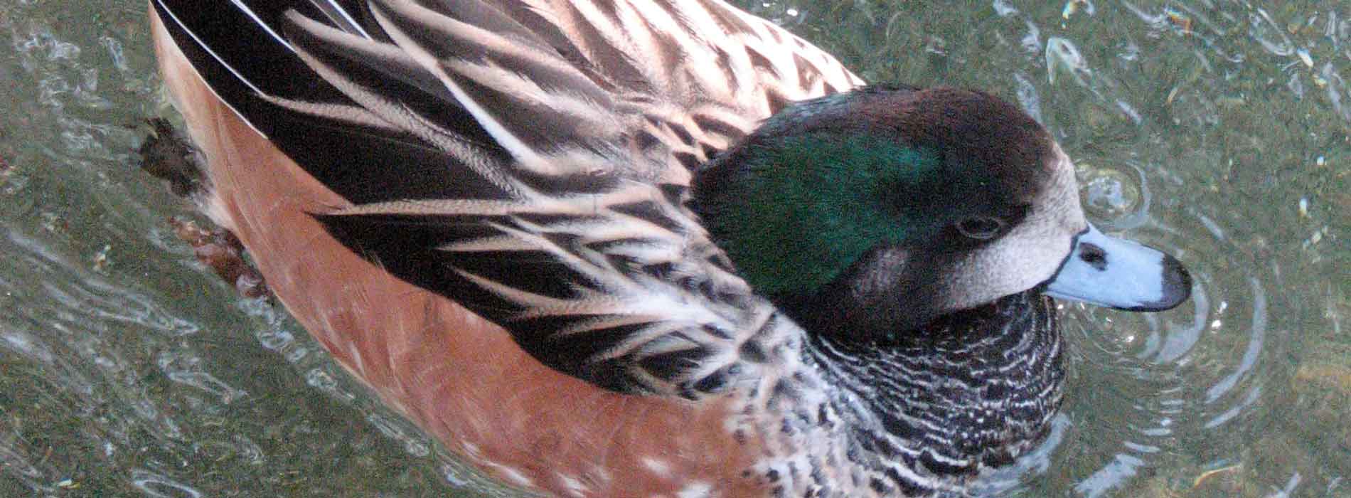 Chiloe Wigeon