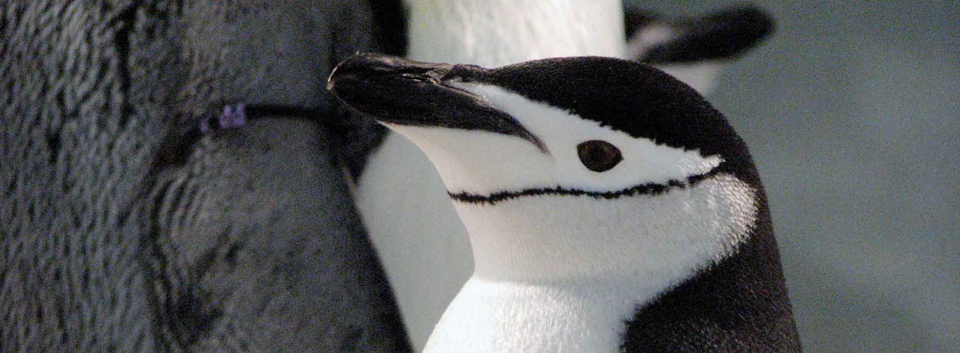 Chinstrap Penguin