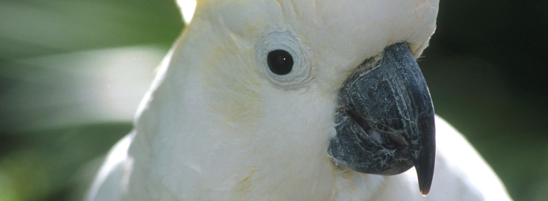 Citron Crested Cockatoo 