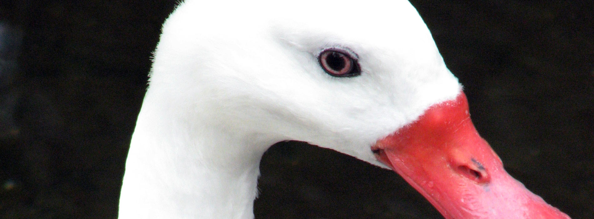 Coscoroba Swan