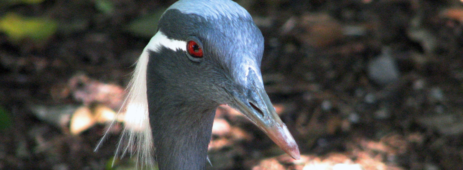 Demoiselle Crane