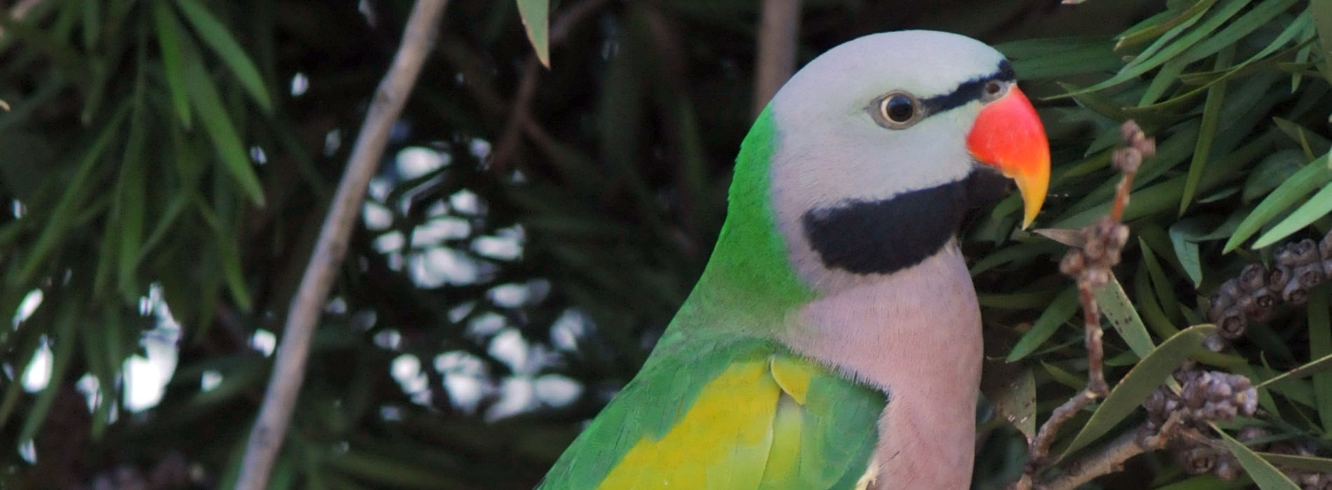 Derbyan Parakeet