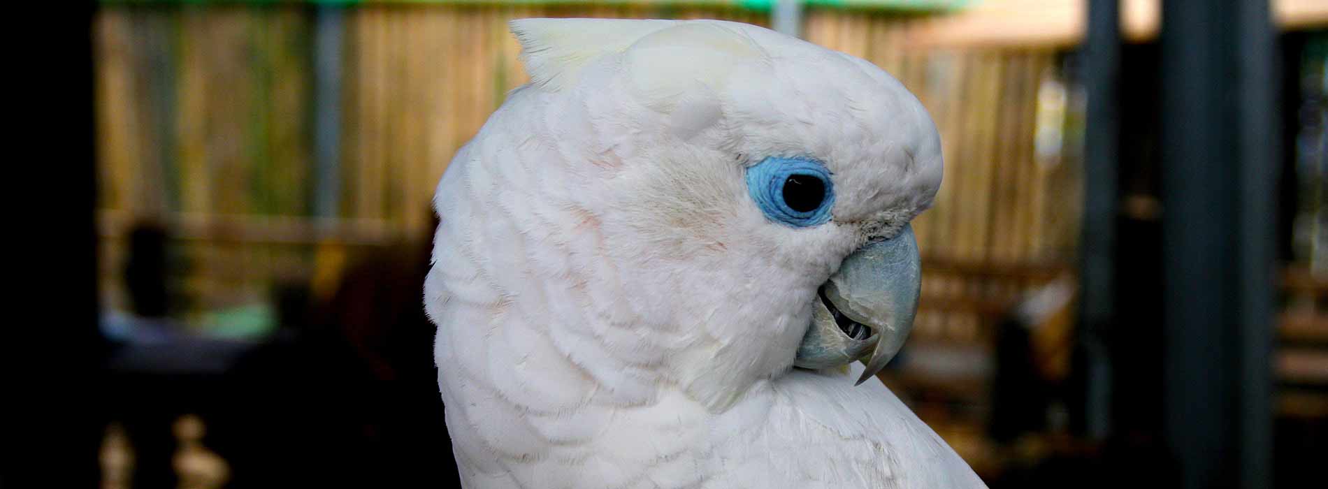 Ducorp's cockatoo