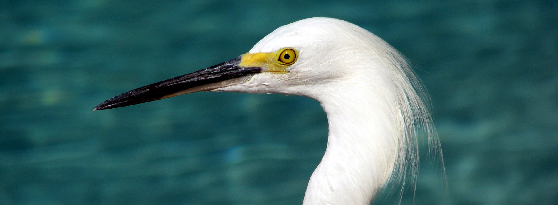 Egrets