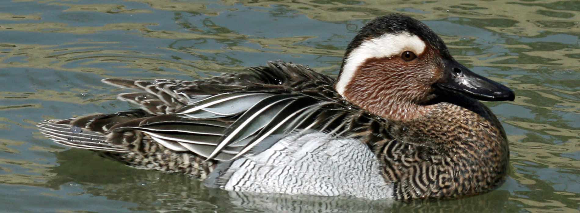 Garganey teal