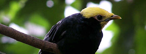 Golden crested myna