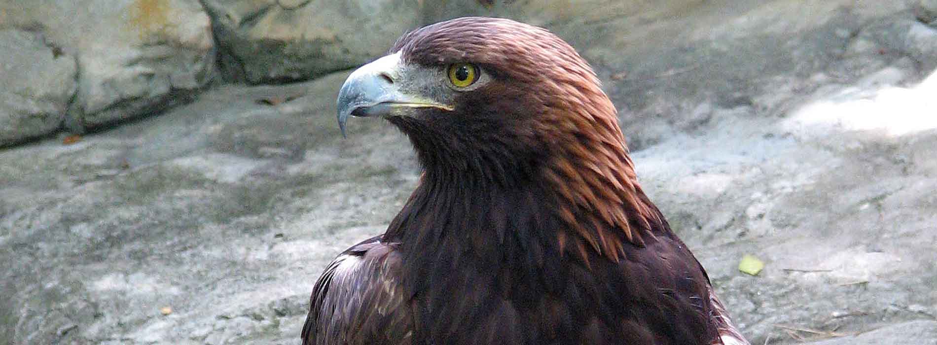 Golden Eagle