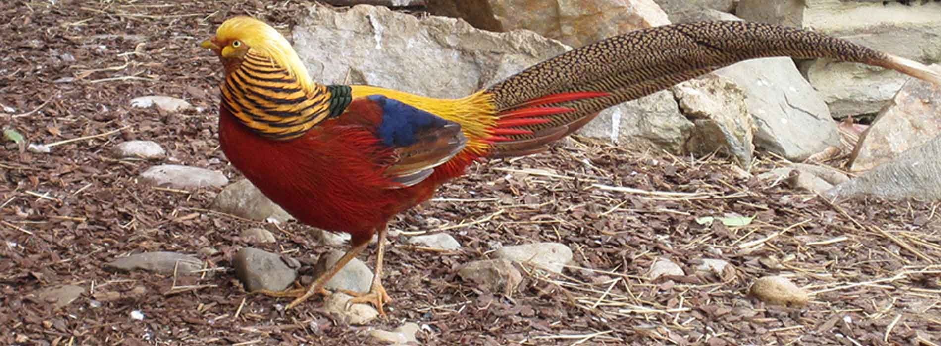 Golden Pheasant