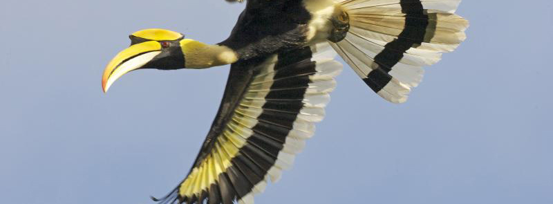 Great hornbill