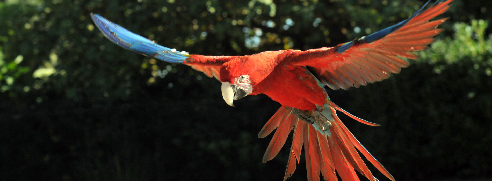 Green-Winged Macaw