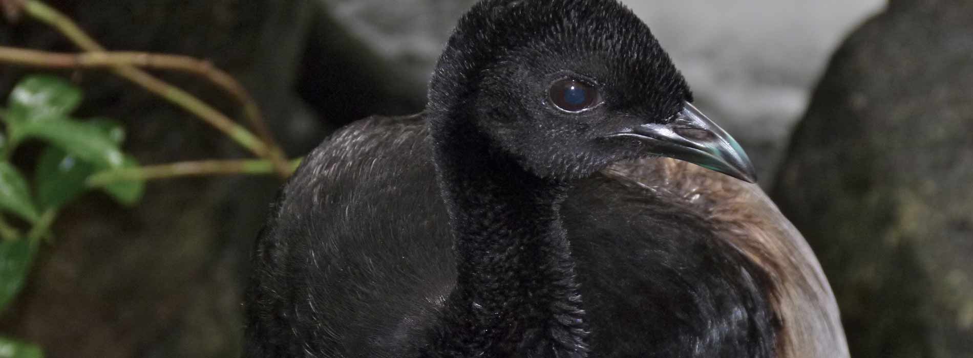 Grey winged trumpeter