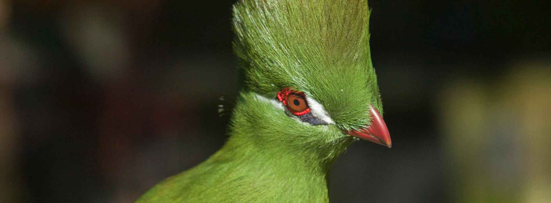 Guinea Turaco