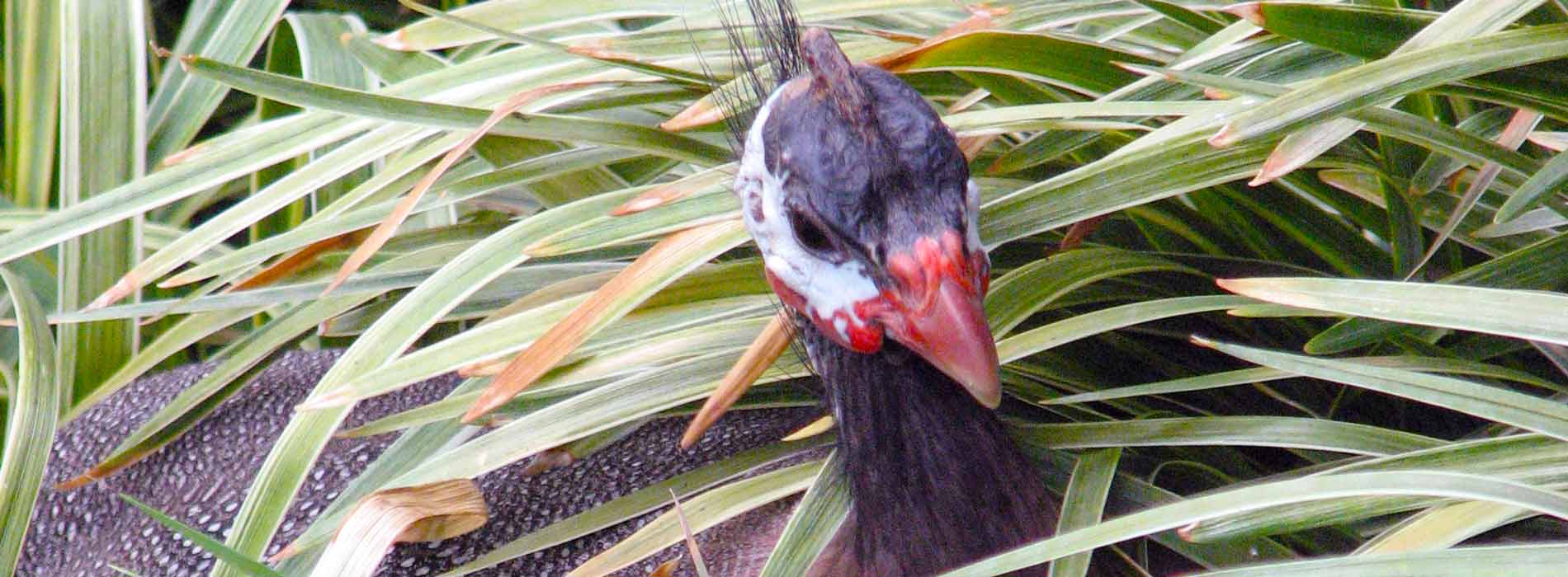 Helmeted Guineafowl