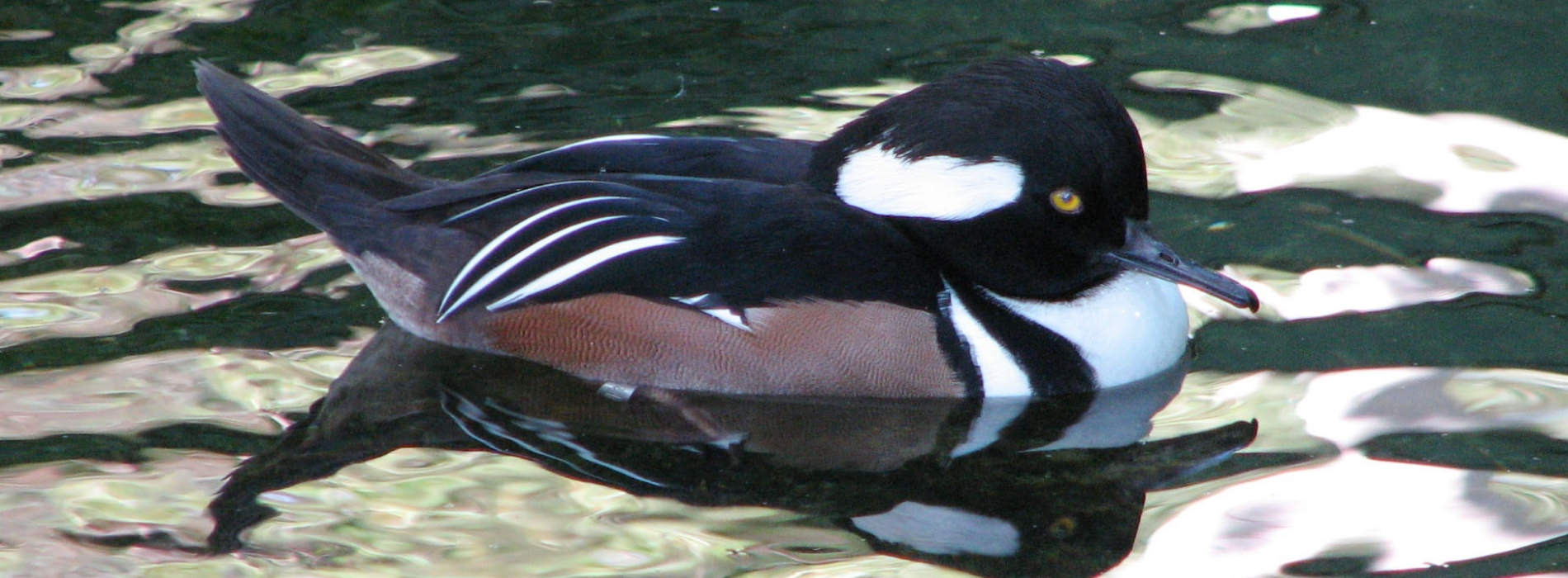 Hooded Merganser