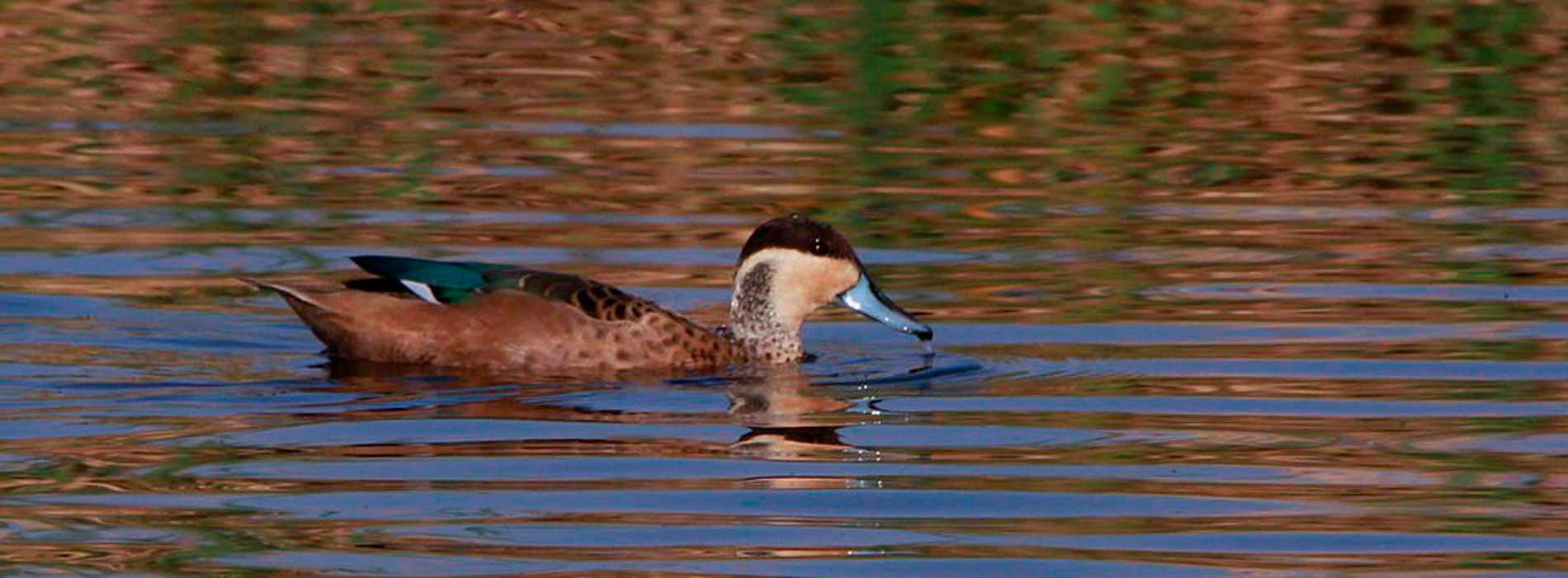 Hottentot teal