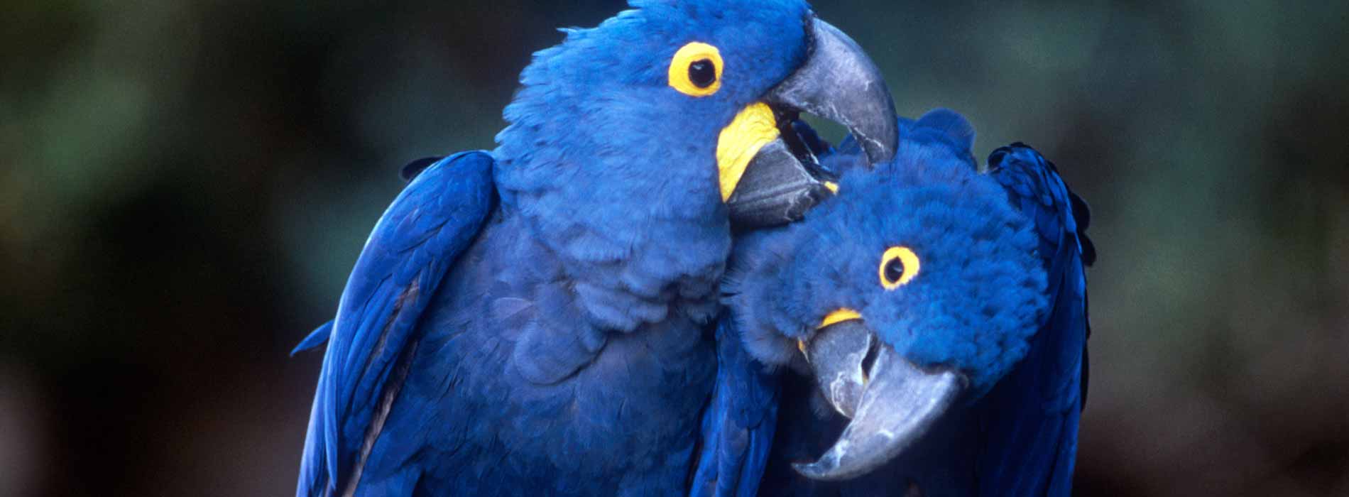 Hyacinth Macaw