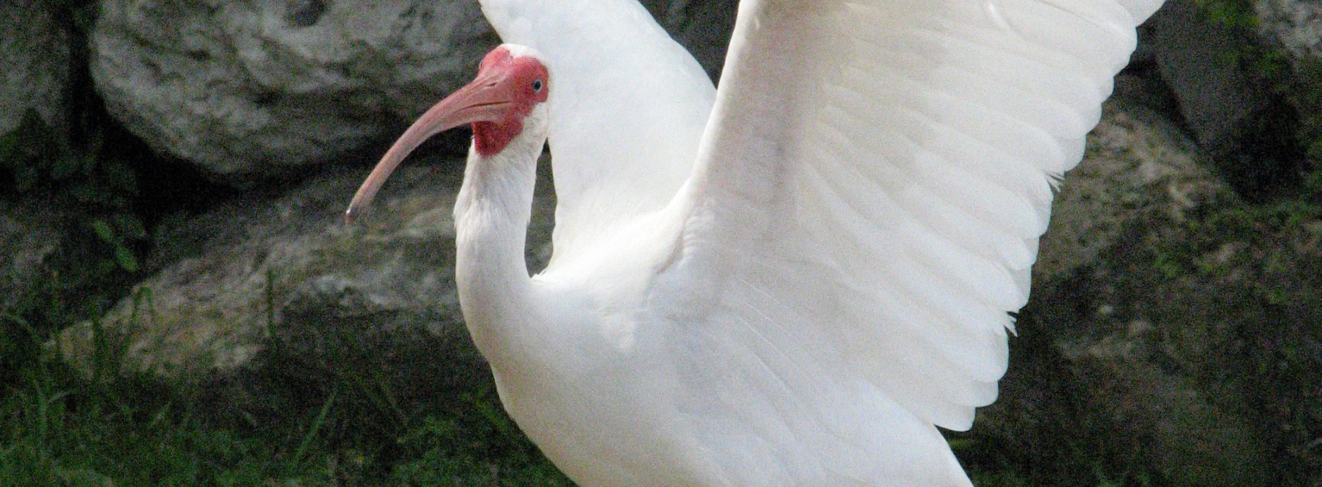 Ibises