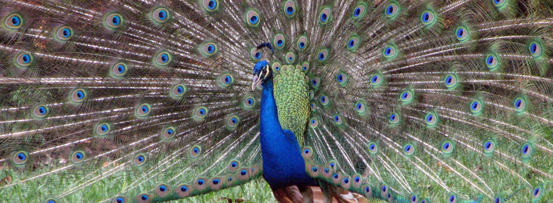 Indian Peafowl