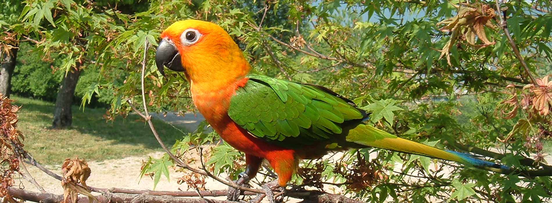 Jandala conure