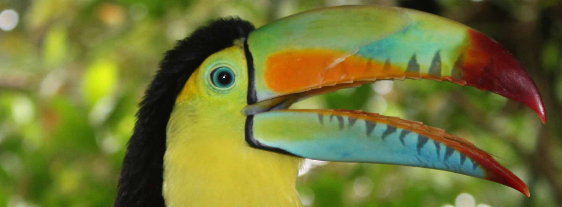 Keel-billed toucan