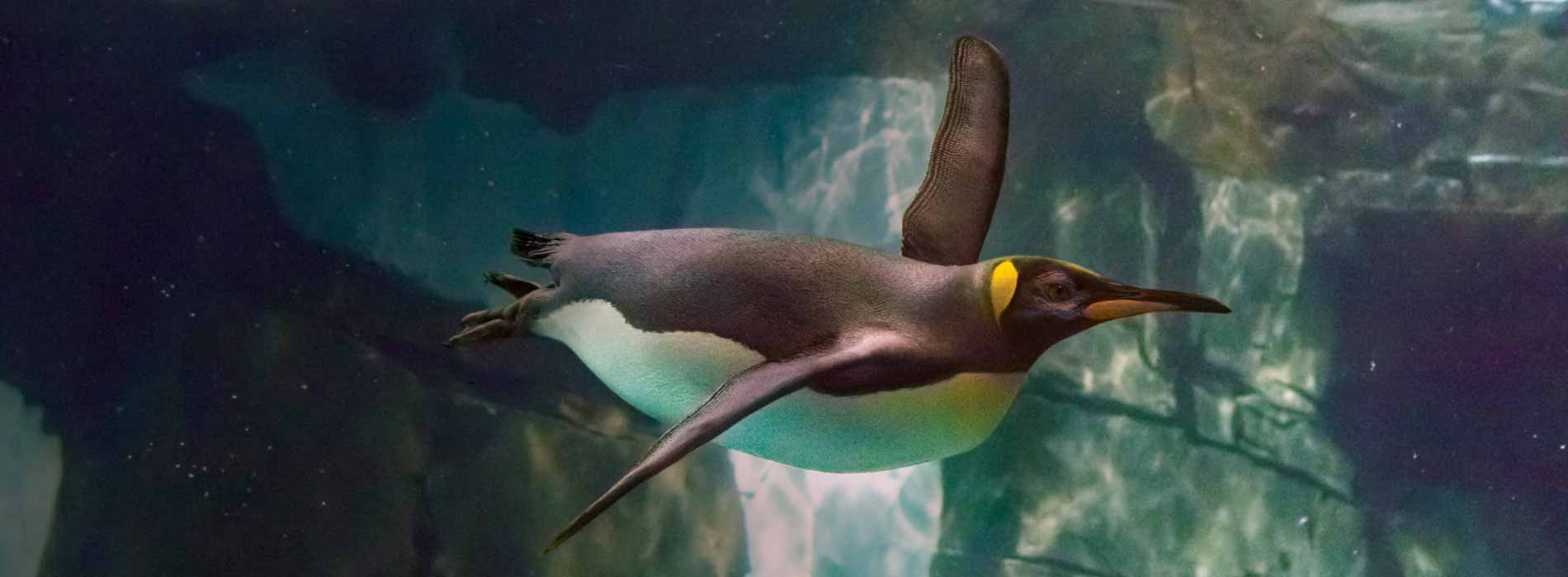 King Penguin