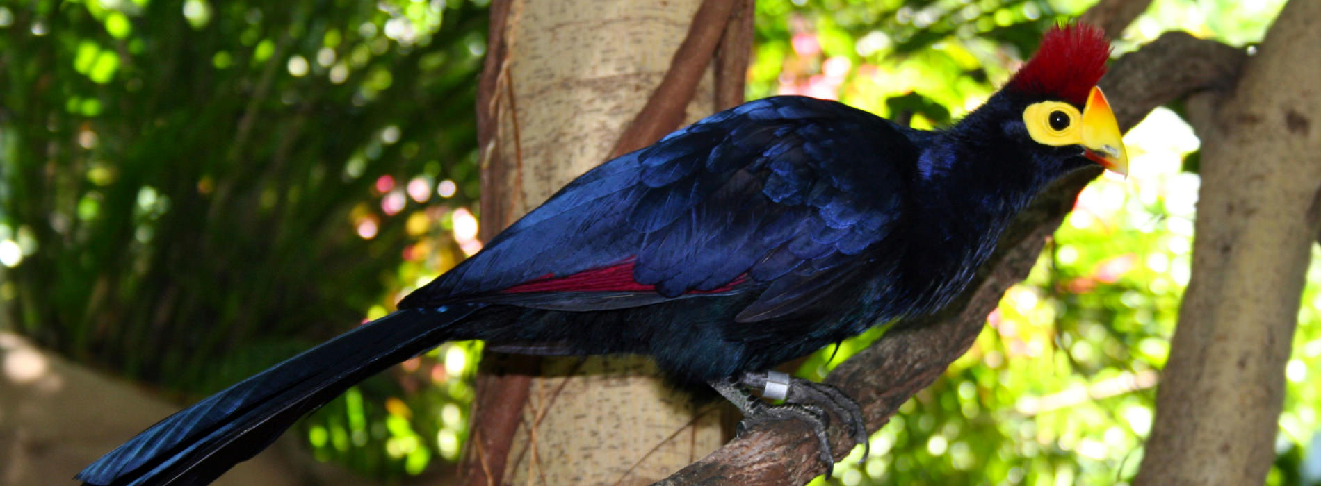 Lady Ross's Turaco
