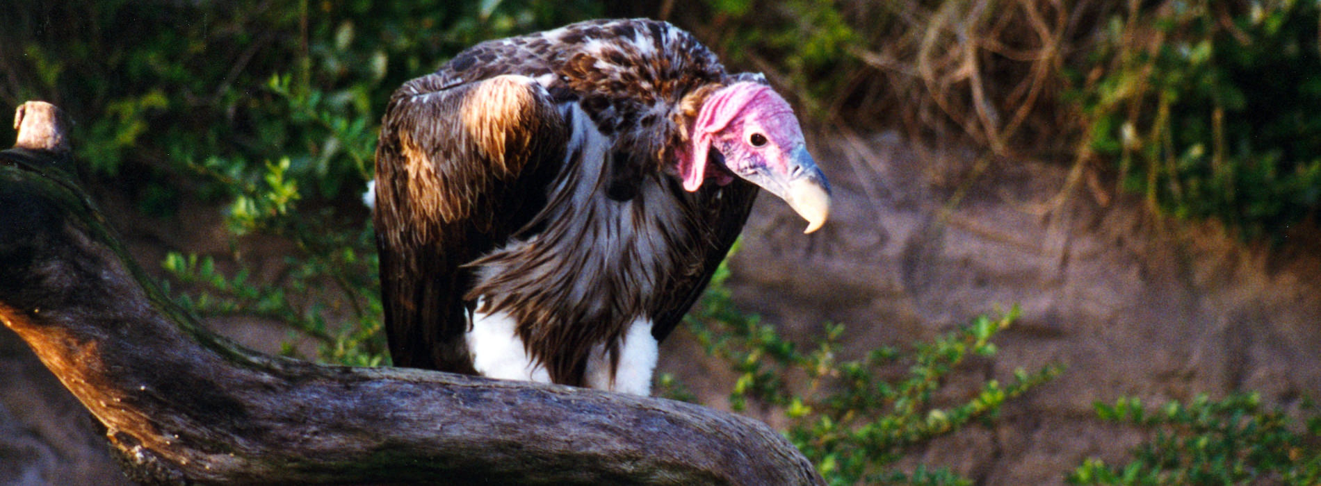Lappet-Faced Vulture