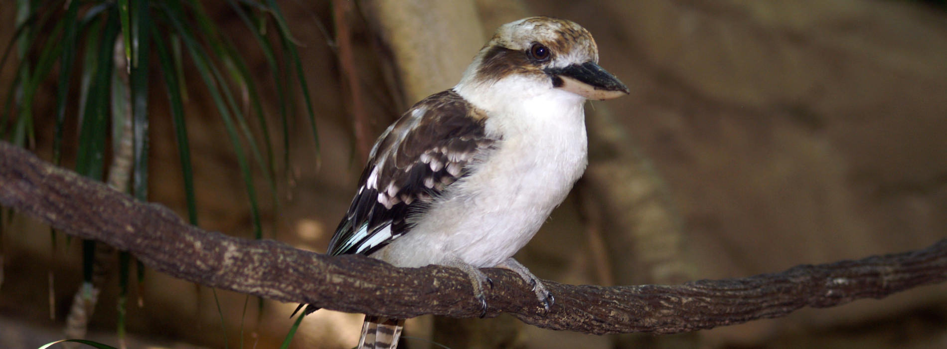 Laughing Kookaburra