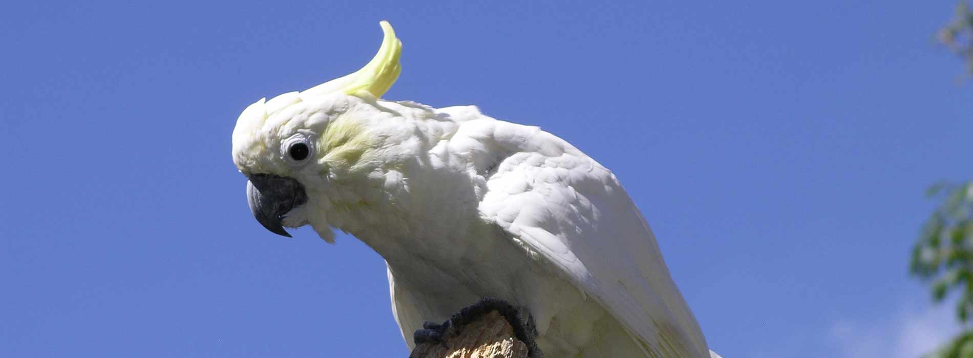 Lesser sulphur crested cockatoo