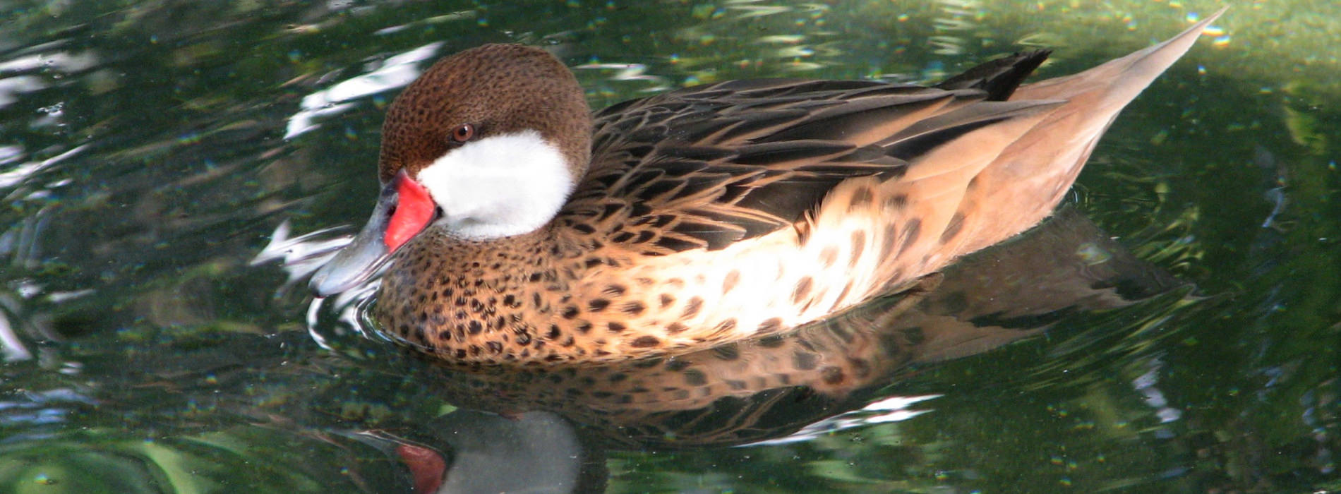 Lesser Bahama Pintail