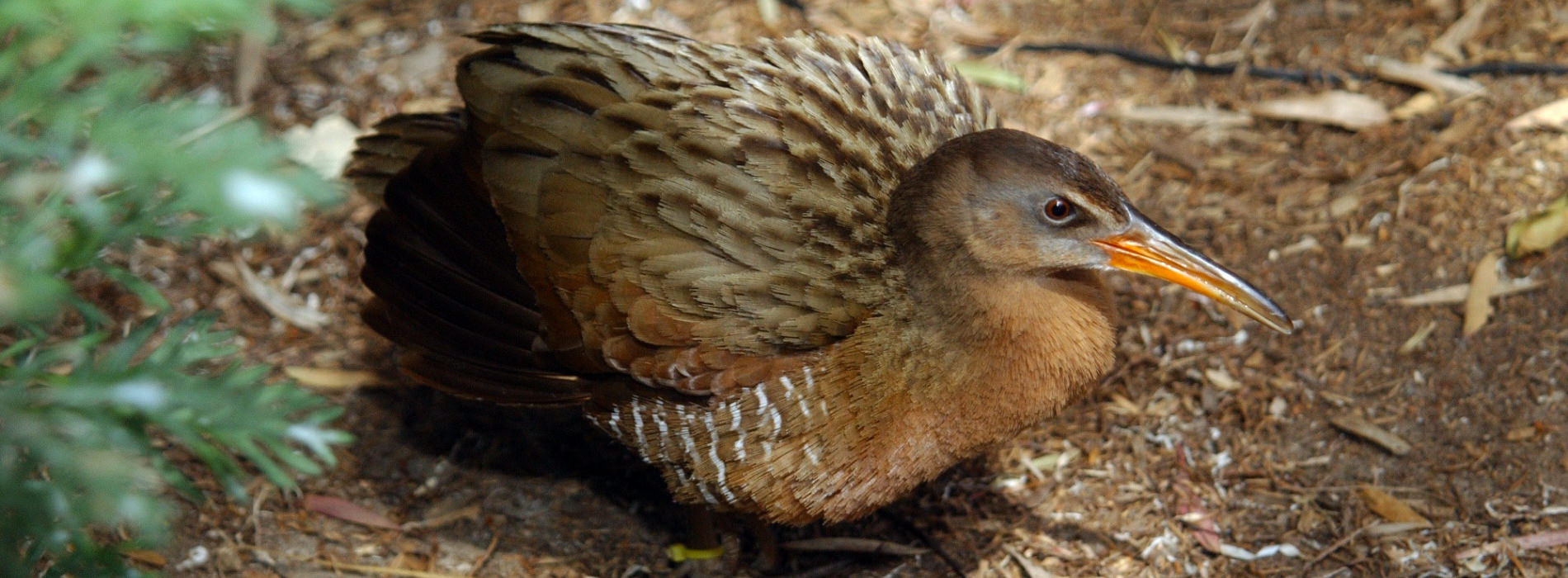 Light-Footed Clapper Rail
