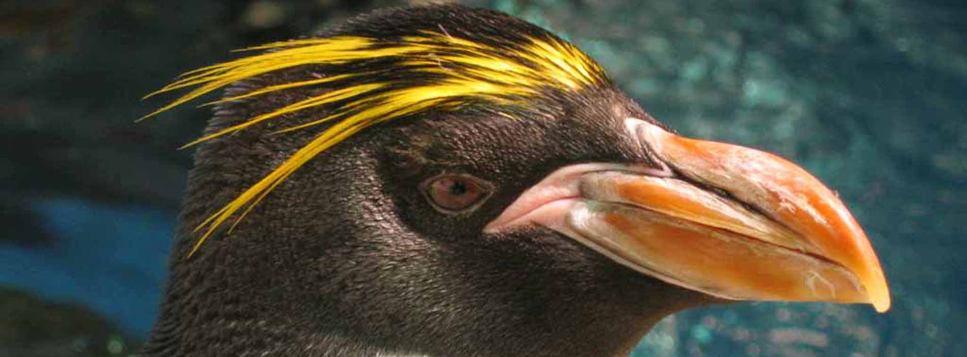 Macaroni Penguin