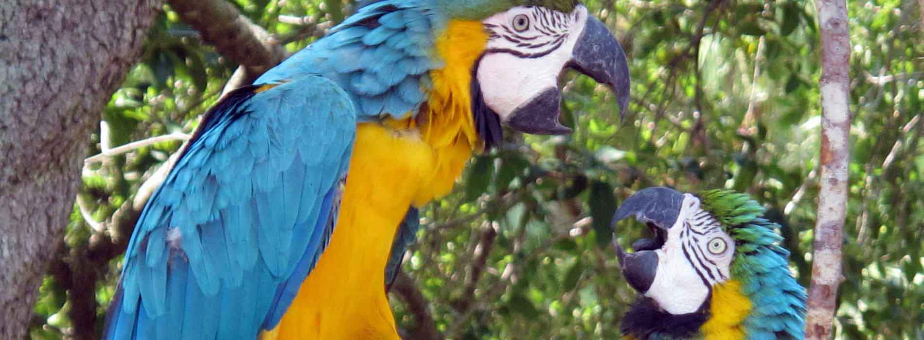 Macaws