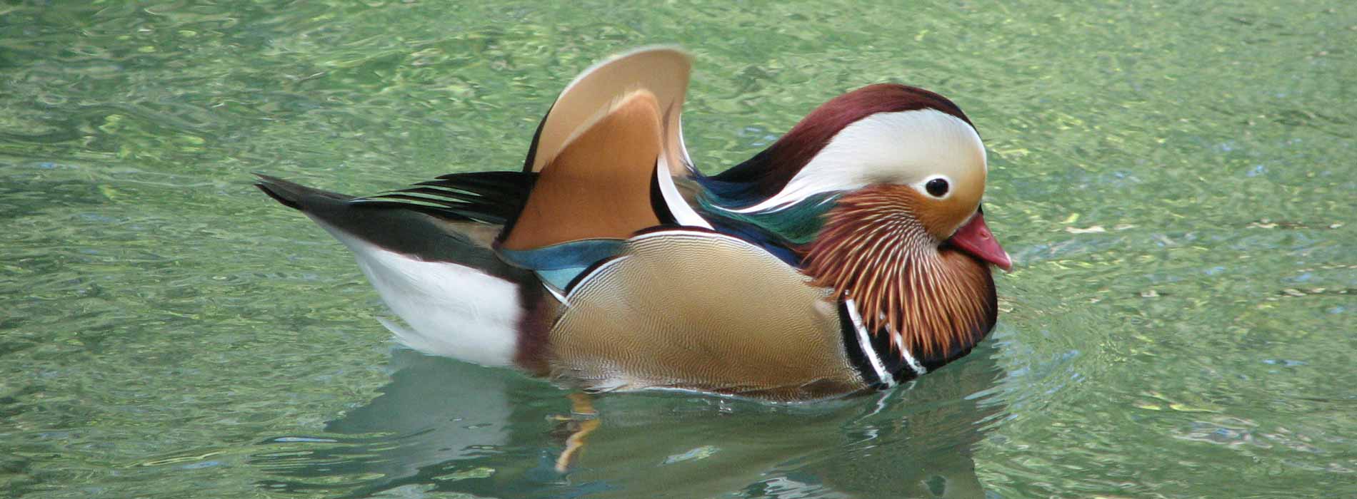 Mandarin Duck