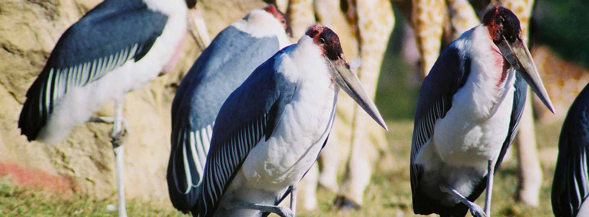 Marabou Stork