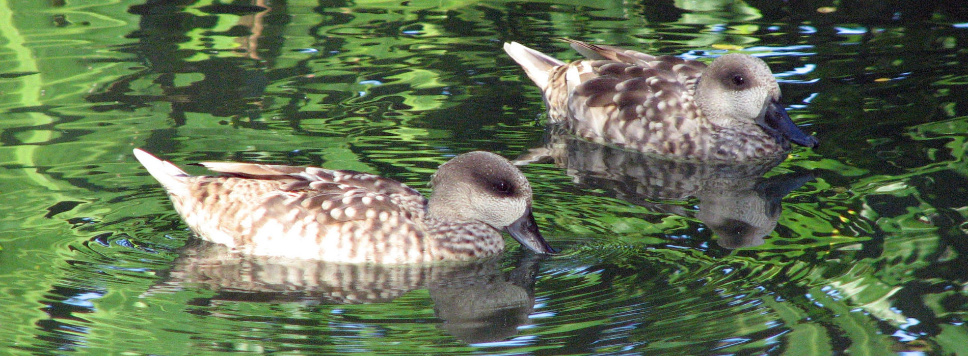 Marbled Teal