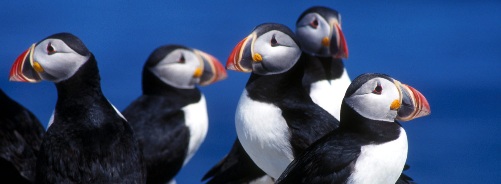 Puffins
