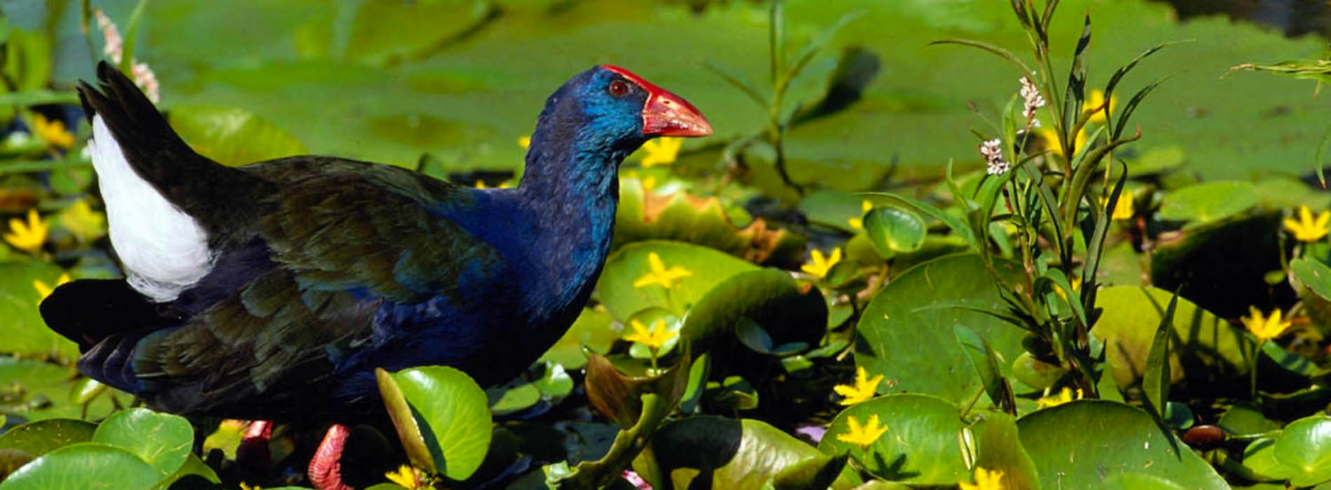 Purple Gallinule
