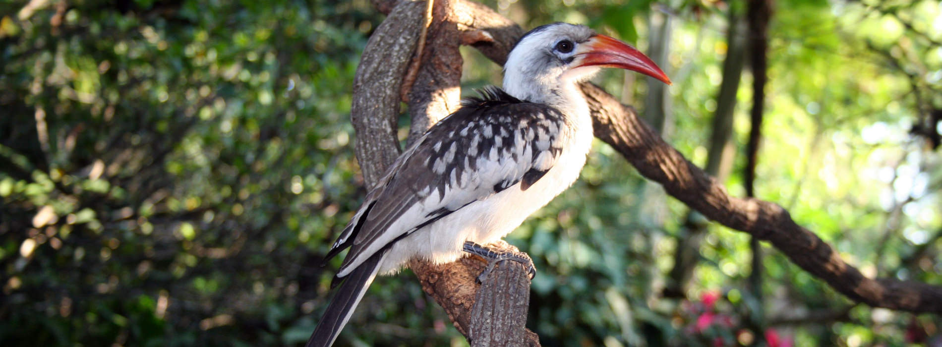 Red Billed Hornbill