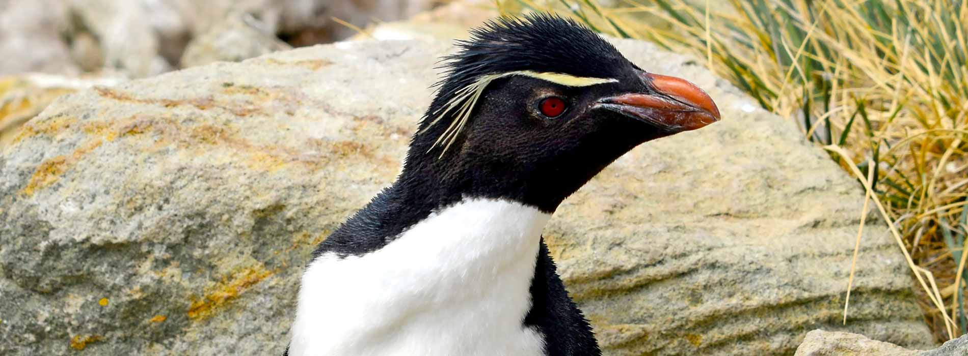 Rockhopper Penguin