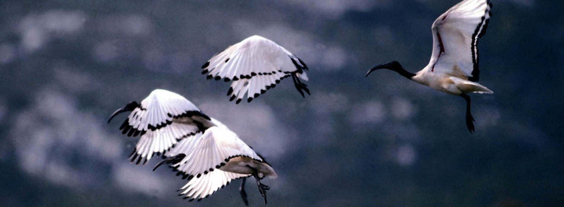 Sacred Ibis